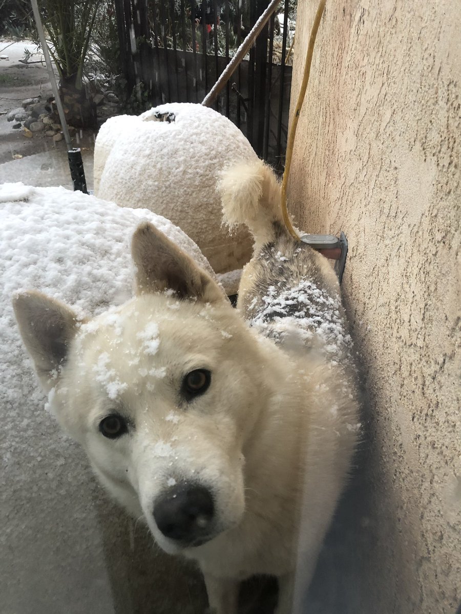 yosoyflav's tweet photo. If y’all can please rt this to help me find my dogs, they got out yesterday night around 9, please let me know any information. Buster and Mac are their names https://t.co/SNl295YJTd