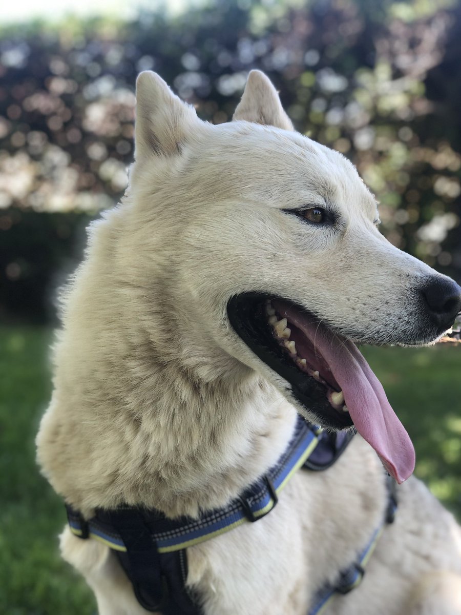 yosoyflav's tweet photo. If y’all can please rt this to help me find my dogs, they got out yesterday night around 9, please let me know any information. Buster and Mac are their names https://t.co/SNl295YJTd
