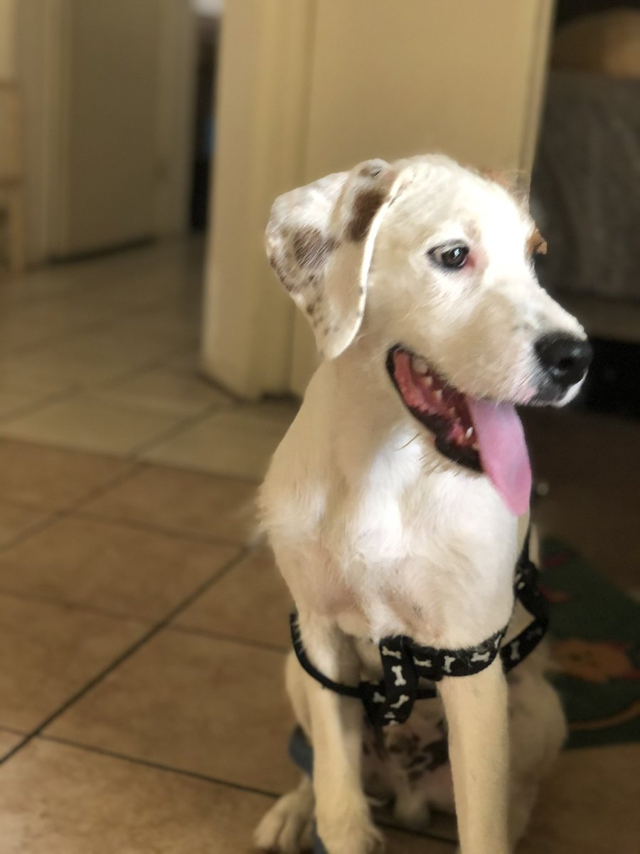 yosoyflav's tweet photo. If y’all can please rt this to help me find my dogs, they got out yesterday night around 9, please let me know any information. Buster and Mac are their names https://t.co/SNl295YJTd