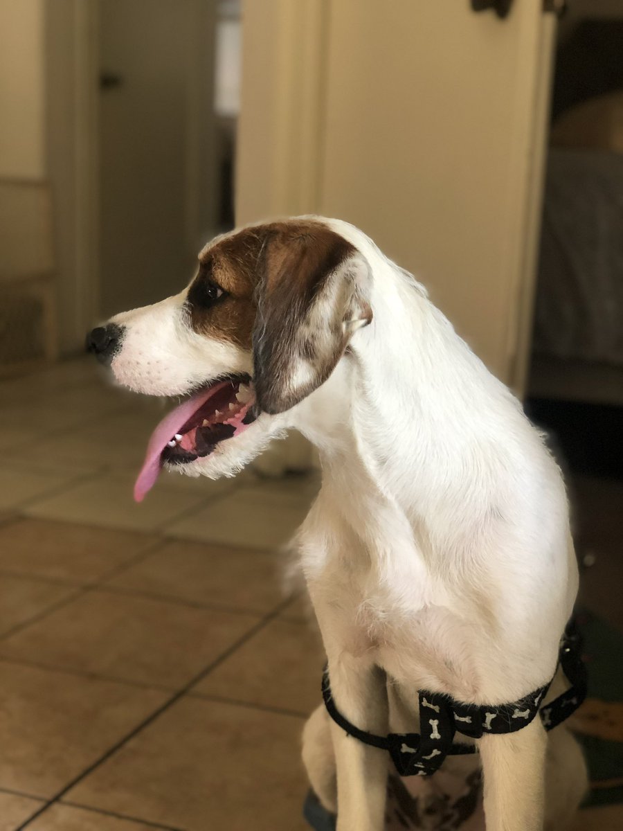 yosoyflav's tweet photo. If y’all can please rt this to help me find my dogs, they got out yesterday night around 9, please let me know any information. Buster and Mac are their names https://t.co/SNl295YJTd