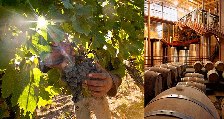 FabriPortelli's tweet photo. Feliz Día Internacional del Merlot para todos
https://t.co/ywamnsoOus
#Merlot #merlove https://t.co/z0wWyHNKJ7