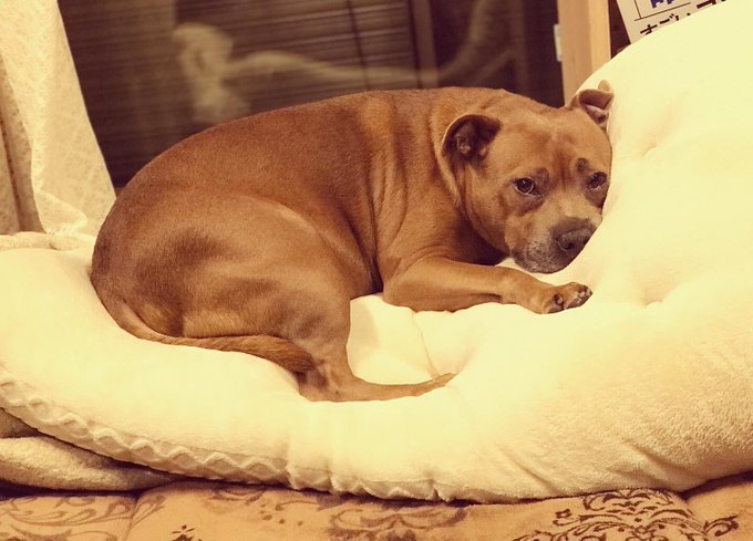 犬好きのtwitterイラスト検索結果 古い順