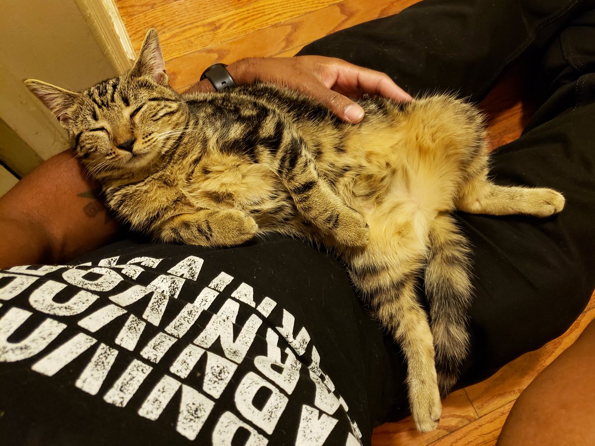 theMEATofit's tweet photo. Yep, yepyepyep. 😸
#sundayvibes #catnap #happycat #catbelly #exferal #bigkitten #sleepycat #lazycat #cozycat #floppycat #meltingcat #catdad #catguy #kitteh #tabbycat #tabby #browntabby #browntabbycat #catpic #cat #kitten https://t.co/jWXW8aWI8T