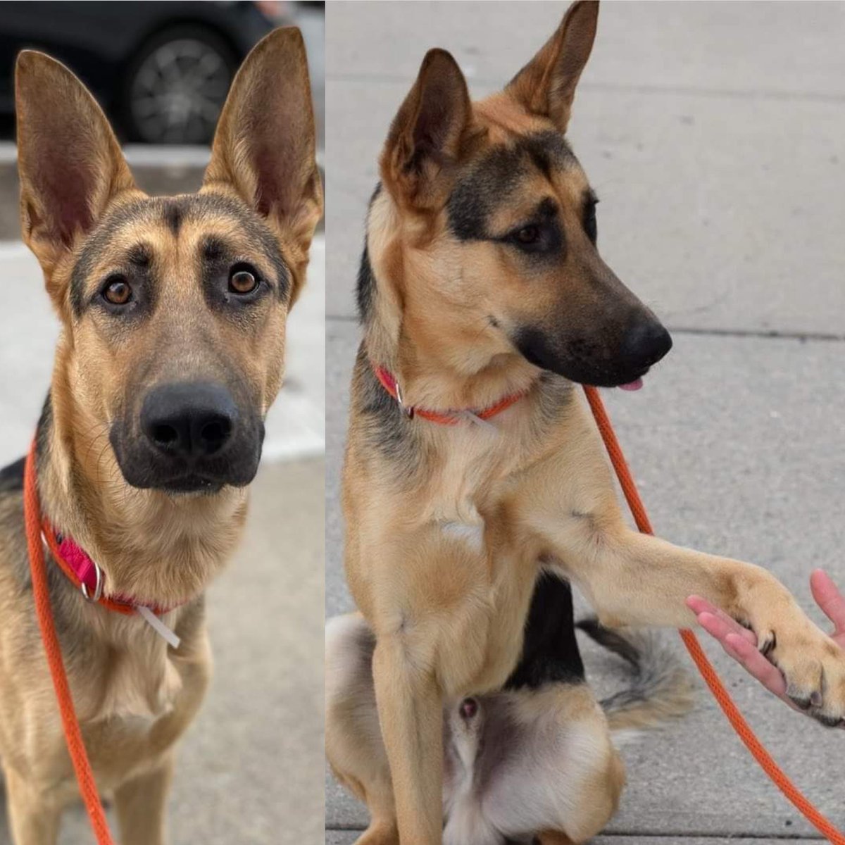 KeithOlbermann's tweet photo. ROCKY #127510 IS ONLY A YEAR OLD, HE’S BILINGUAL. HIS HUMANS GAVE UP ON HIM. AND HE’LL BE KILLED THURSDAY. This Shepherd is well trained, and knows commands in both Spanish and English! Save him with pledges via @tomjumbogrumbo PLEASE RT ROCKY!  https://t.co/BzxilW9MsI https://t.co/V1QYM2wPPt