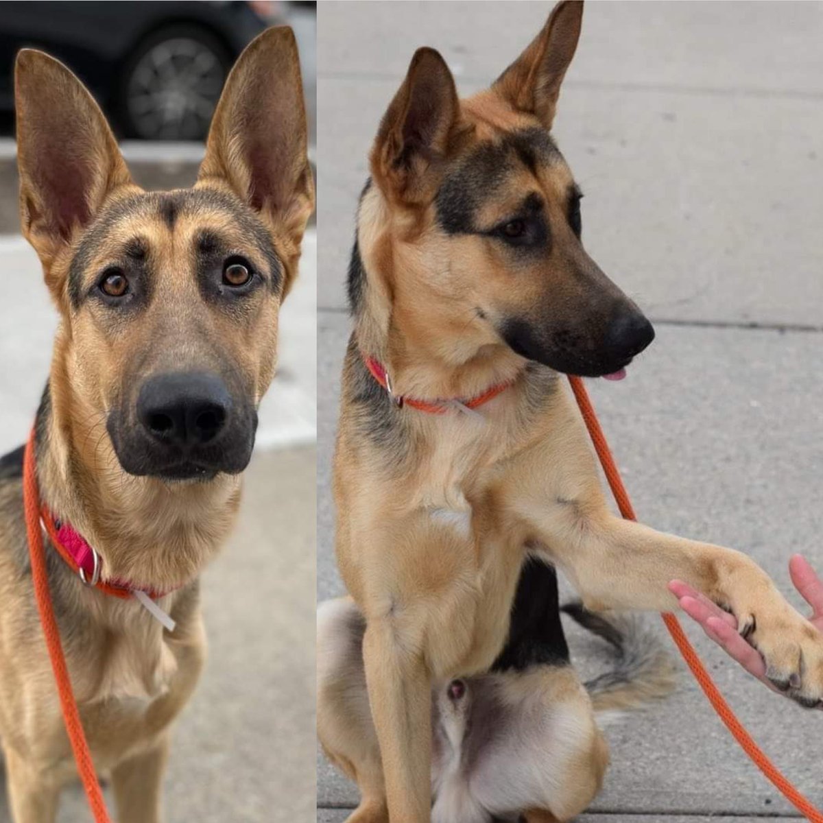 ROCKY #127510 IS ONLY A YEAR OLD, HE’S BILINGUAL. HIS HUMANS GAVE UP ON HIM. AND HE’LL BE KILLED THURSDAY. This Shepherd is well trained, and knows commands in both Spanish and English! Save him with pledges via @tomjumbogrumbo PLEASE RT ROCKY! m.facebook.com/photo.php?fbid…