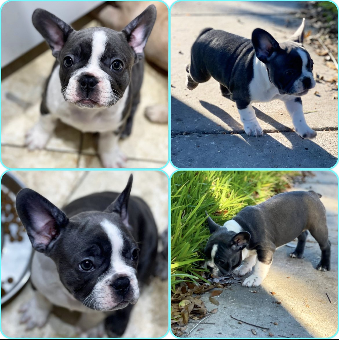 DaOne_1914's tweet photo. Female Frenchy Available https://t.co/INmstMKZCs