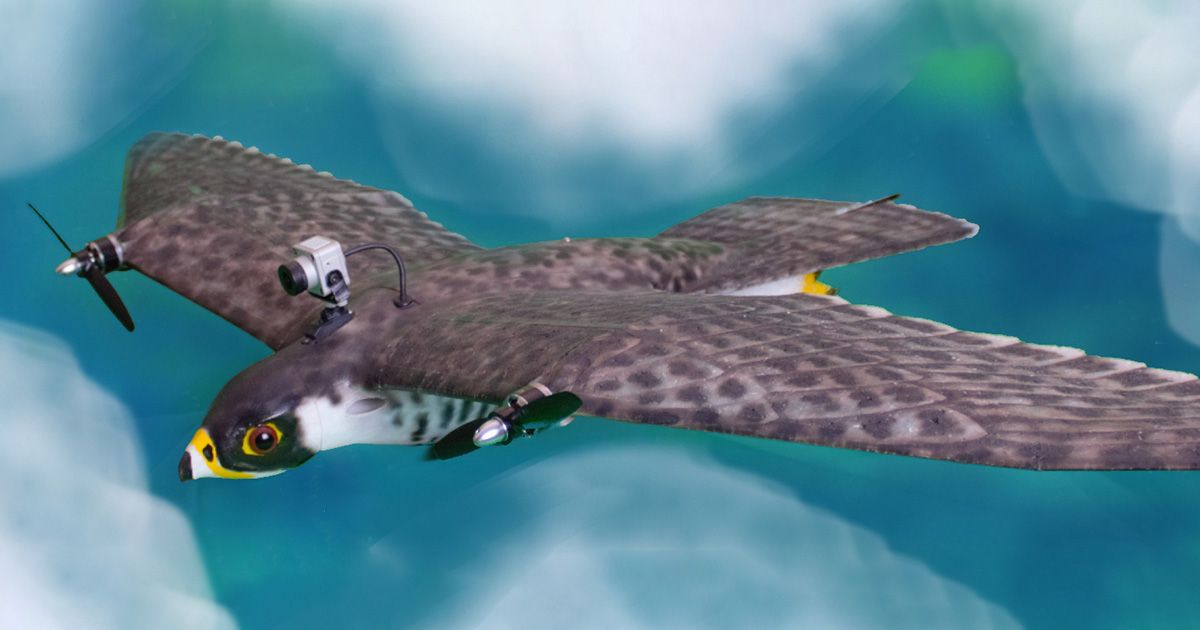 Researchers used this realistic-looking robotic falcon to study how homing pigeon flocks evade a predator. The robot allowed the scientists to study how individual pigeons in the group responded to a series of nearly identical midair attacks. 🔗  knowmag.org/3GYYqbw