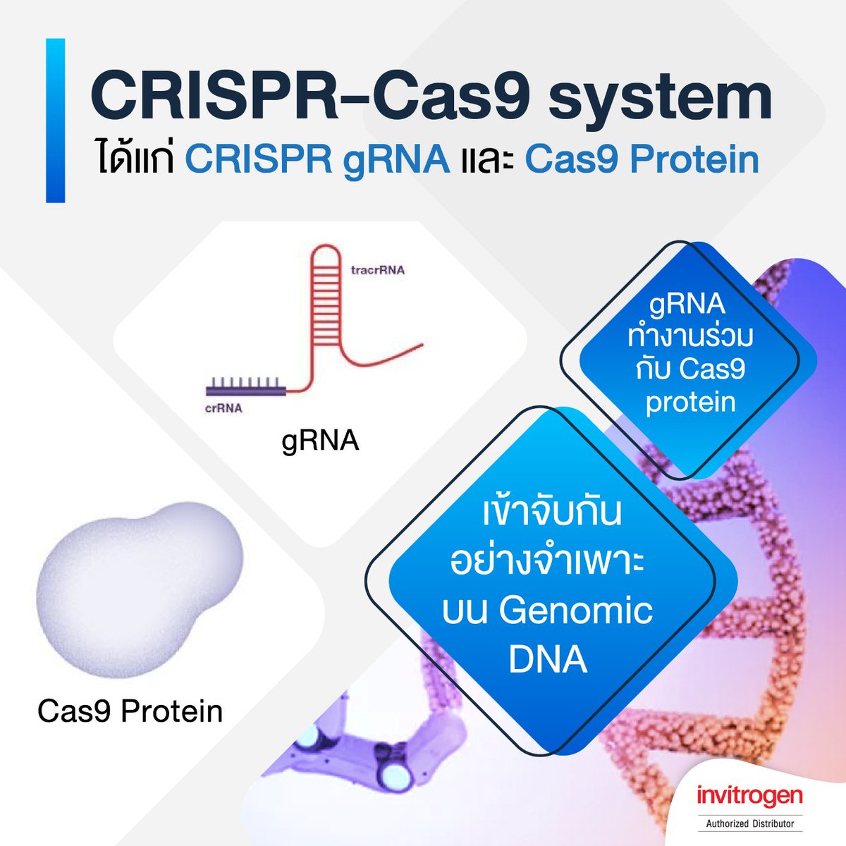 GIBTHAI1's tweet photo. 👩‍🔬Cas9 Protein Format ใช้ในการแก้ไขระดับ Genome ด้วยเทคนิค CRISPR-Cas9 ออกแบบมาเพื่อรองรับการใช้งานด้าน Mammalian Cell โดยเฉพาะ

💁อ่านรายละเอียดเพิ่มเติ่มได้ที่ : https://t.co/ZcDNx9b0p4 https://t.co/TDjDZJbFIl
