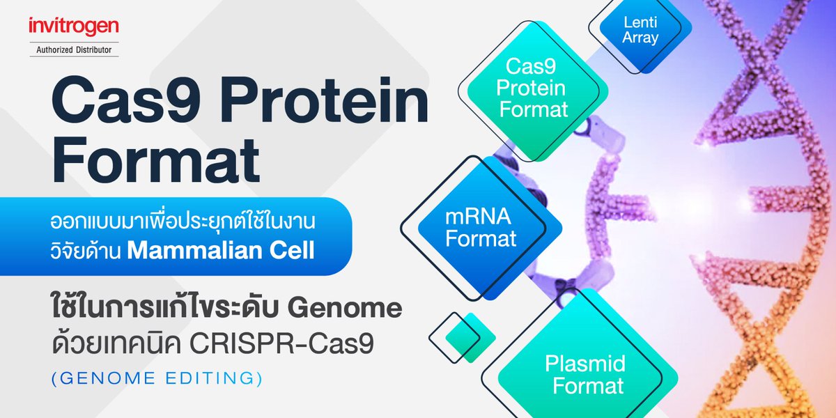 GIBTHAI1's tweet photo. 👩‍🔬Cas9 Protein Format ใช้ในการแก้ไขระดับ Genome ด้วยเทคนิค CRISPR-Cas9 ออกแบบมาเพื่อรองรับการใช้งานด้าน Mammalian Cell โดยเฉพาะ

💁อ่านรายละเอียดเพิ่มเติ่มได้ที่ : https://t.co/ZcDNx9b0p4 https://t.co/TDjDZJbFIl