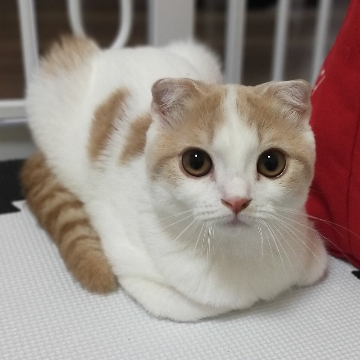 香箱座りじょうずでしょ？

#猫　#ねこ　#スコティッシュフォールド　#猫好きさんと繋がりたい　#猫の居る暮らし　#cat #catlovers #CatsOfTwitter #tsumugi4month