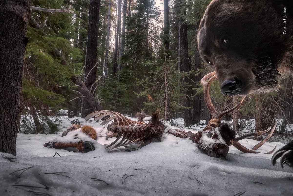 stephsmithio's tweet photo. Natural History Museum's Wildlife Photographer of the Year awards.

Incredible. https://t.co/OZkh5QMvvY