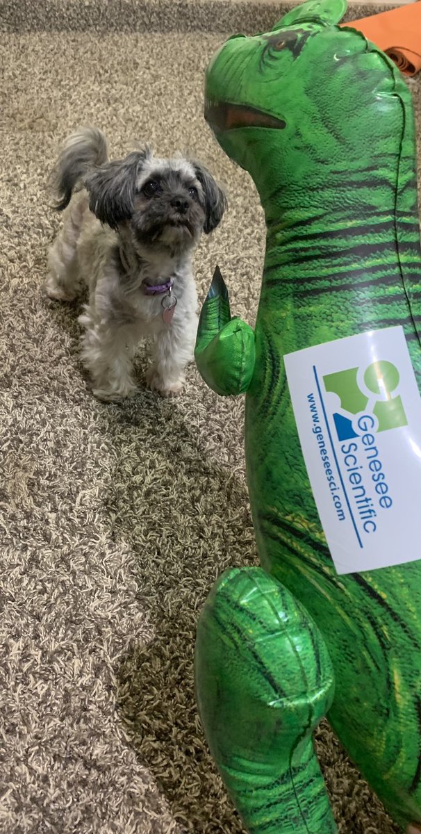 mgriv12's tweet photo. Genesee Scientific is the best! Besides lab snacks, they shipped this free inflatable dinosaur. Love it! https://t.co/asMT6nLQ52