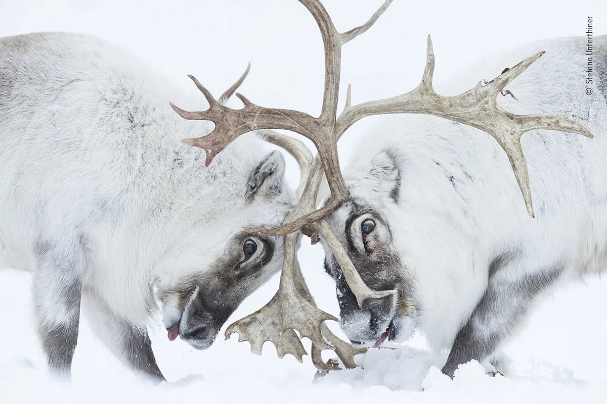 stephsmithio's tweet photo. Natural History Museum's Wildlife Photographer of the Year awards.

Incredible. https://t.co/OZkh5QMvvY