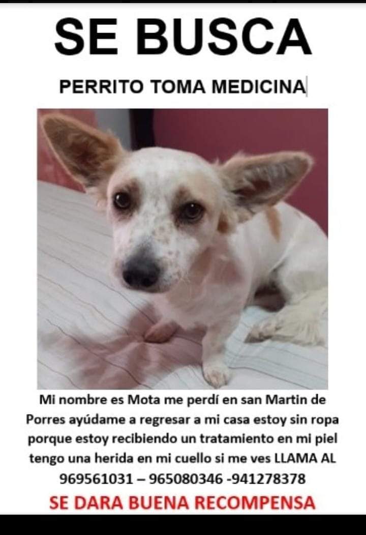 munaype's tweet photo. Ayudame a llegar a Casita rt Mota , Perro Macho , Cruce de Pekinés con Chihuahua , 1 /3 Meses , La Última Vez Lo ven en Los Alrededores de Huandoy con Canta Callao , ... Hoy Me dijeron que Estaba por El Parque Piscobamba Los Olivos Huandoy ... 912451848 Hay #Recompesa S/1000 https://t.co/WCV2OGIcn0