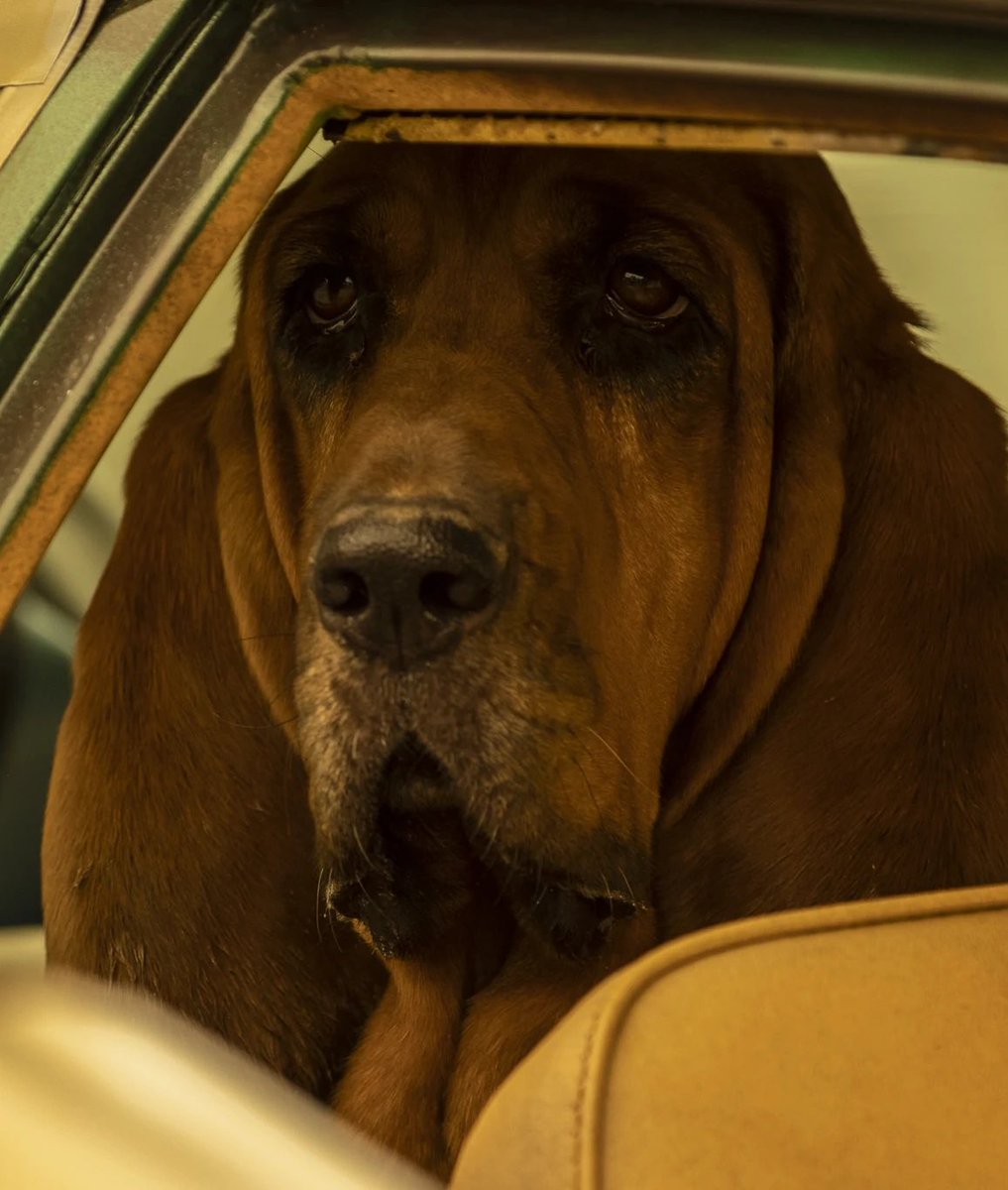 SkymiiboTWD's tweet photo. NOOOOO! Why Rufus?!? 😭😭😭@FearTWD 😣 #FearTWD #RIPRufus https://t.co/aPKJDSTSei