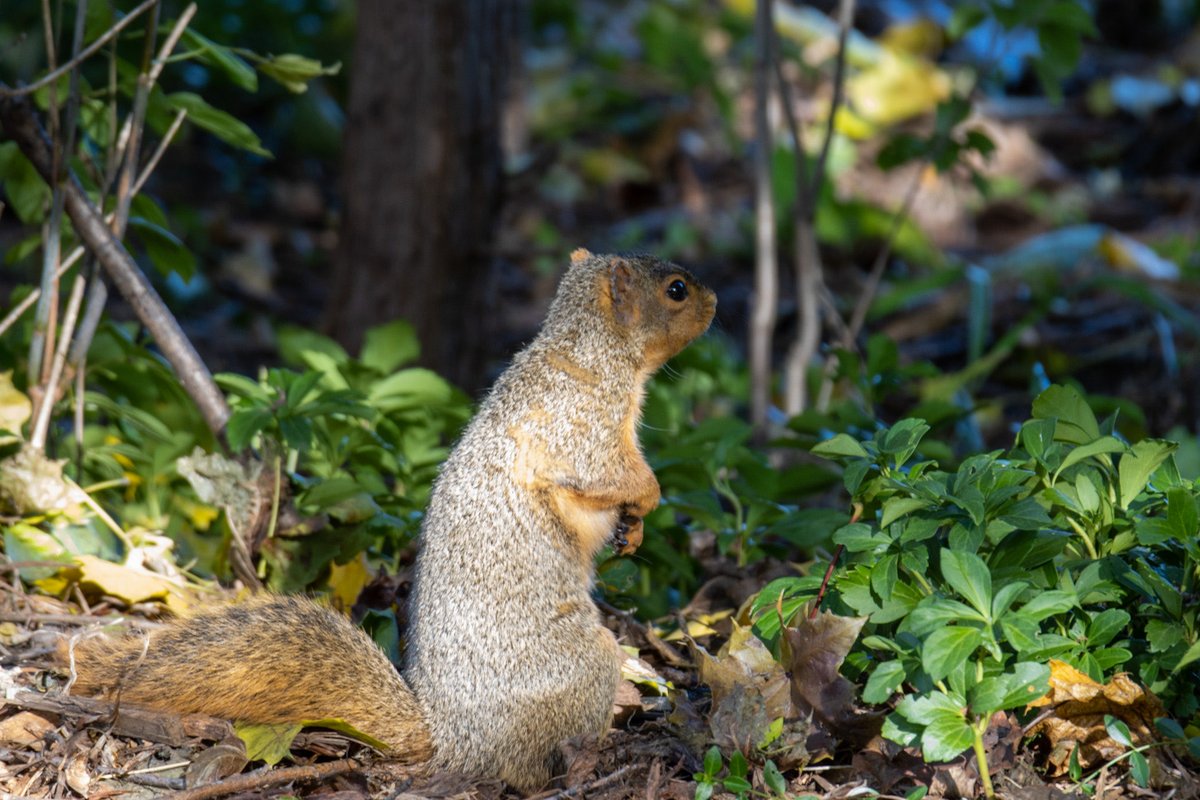 PShepich's tweet photo. After clearing my backyard of the fallen leaves this guy comes around foraging for some snacks. #BackyardPics #PracticingmyPhotoSkills https://t.co/Vir6iJicrj