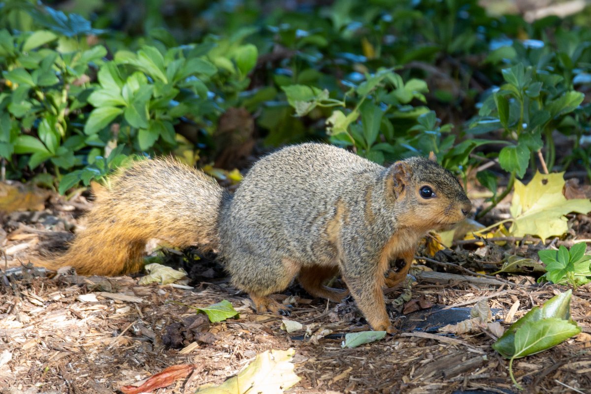 PShepich's tweet photo. After clearing my backyard of the fallen leaves this guy comes around foraging for some snacks. #BackyardPics #PracticingmyPhotoSkills https://t.co/Vir6iJicrj