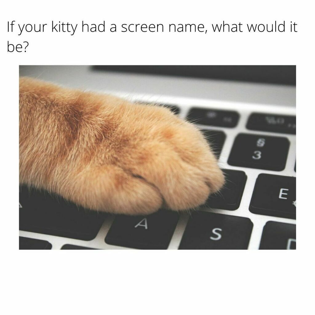 KitNipBox's tweet photo. Hmm, we're thinking it'd be Softpawschickenlover99! What about your kitties? 😹  #BringBackAIM #KitNipBox https://t.co/xqVP1HEJU5 https://t.co/ySpr3syYBs