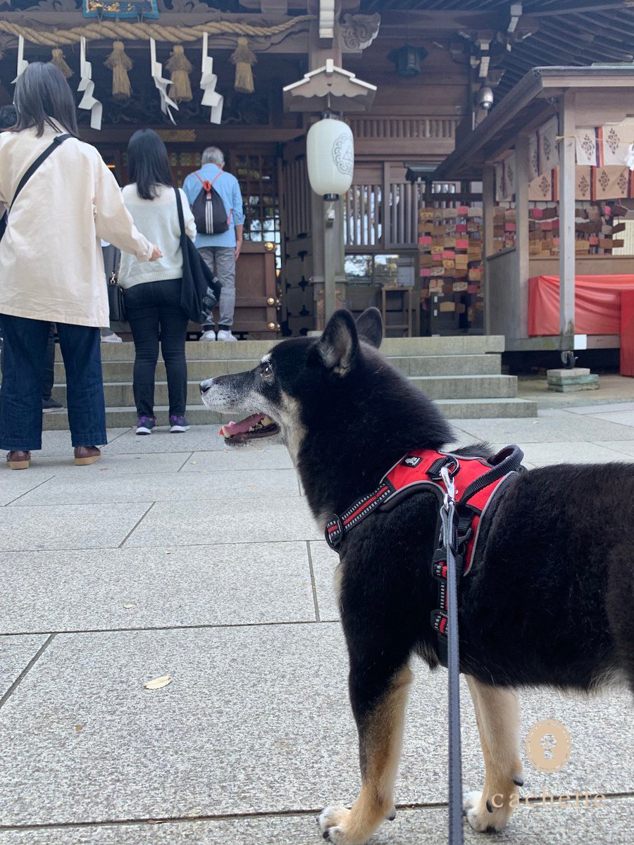 cachette_pet's tweet photo. 【Contributor's column🐶】
#岩切裕布さん と #空ちゃん の記事が更新されました🐾
抱っこ犬と、久しぶりにドッグフレンドリーな江ノ島散策💁
https://t.co/g4UnczCm35
#cachettepet #ContributorsColumn #lifestyle #柴犬 #江の島 #抱っこ犬 #しらす丼 https://t.co/483iyVBF8Y