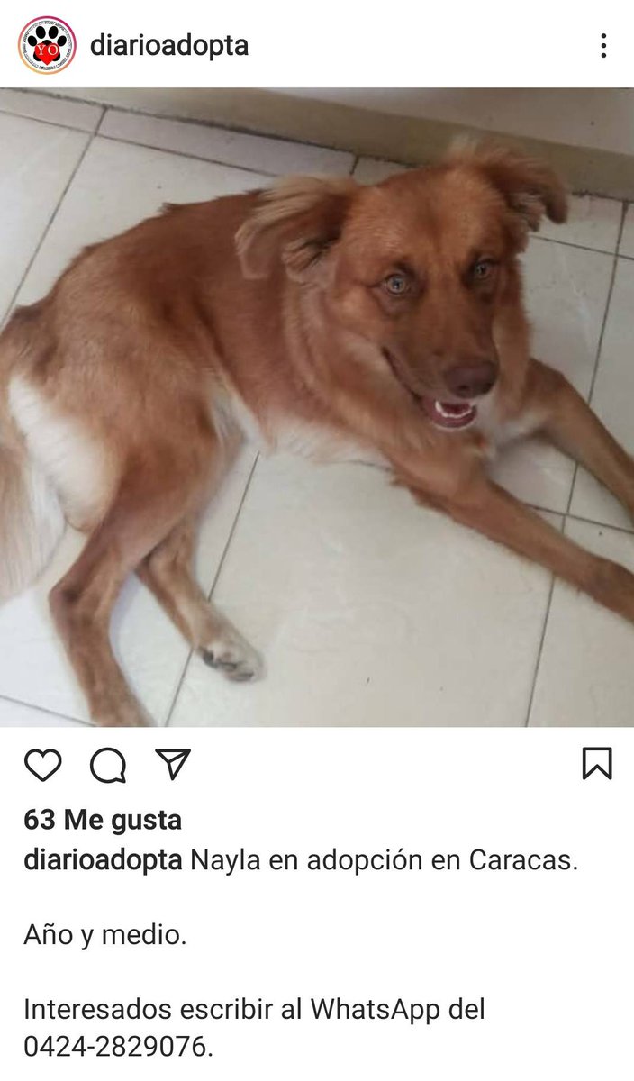 PerroUsuario's tweet photo. Nayla #BuscaUnHogar  amoroso y responsable #Caracas https://t.co/EhLVNTcyIG