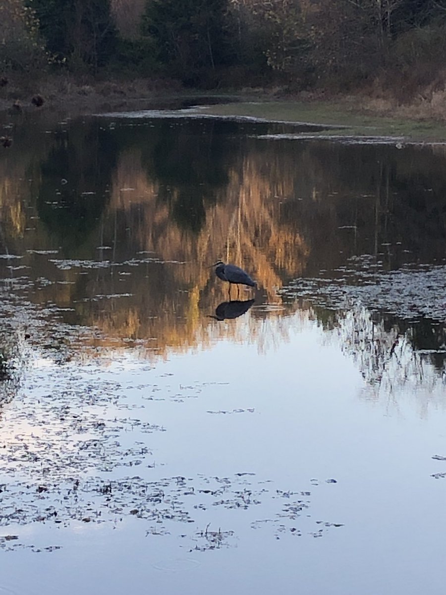 TinyJooning's tweet photo. We saw our favorite wetland resident again today, the great blue heron. https://t.co/UqxcC8eXux