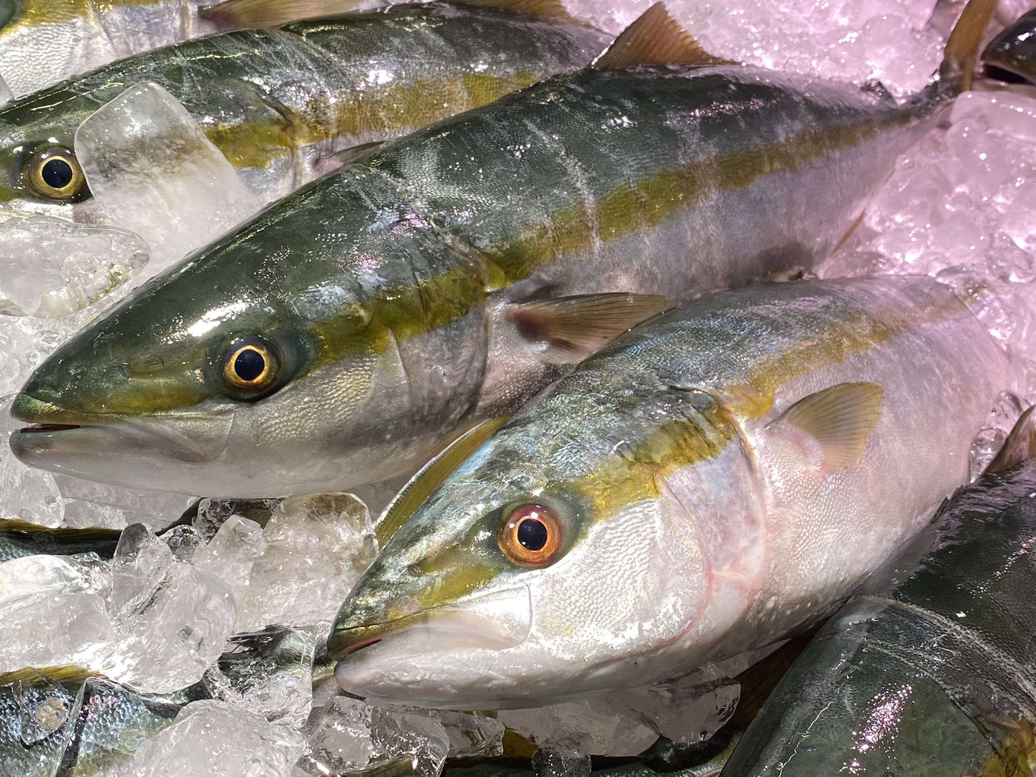 魚太郎 本店 11 8 月 本日の鮮魚入荷情報 地物 天然真鯛 黒鯛 コショウダイ サワラ ち鯛 ツバス 紋甲イカ 全国から ハマチ 金目鯛 カツオ 太刀魚 真アジ スルメイカ ヤリイカ ヒラメ 無料で下処理行います 地物ツバス500円 さっぱり刺身で