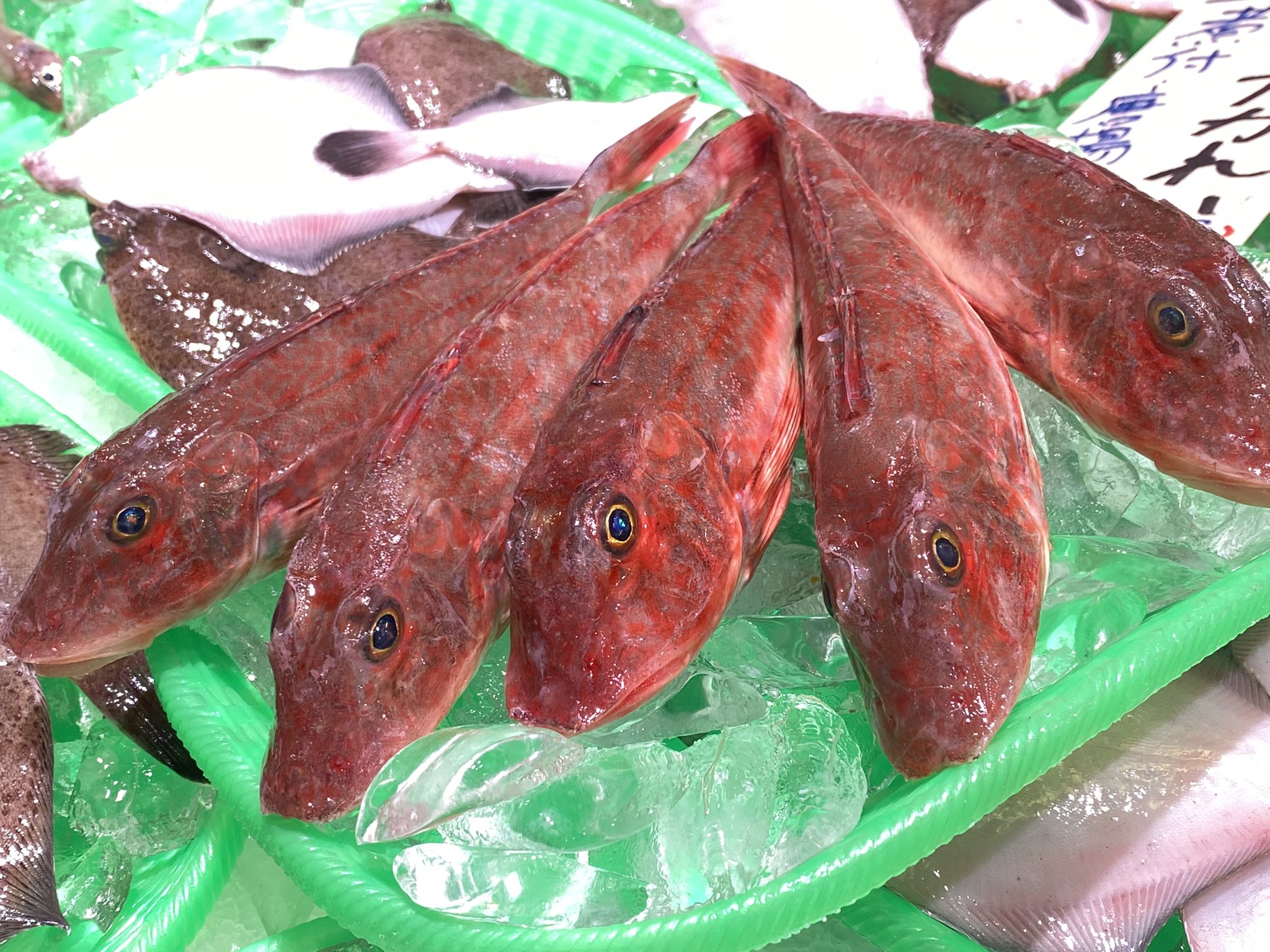 魚太郎 本店 かご盛り鮮魚 地物 白キス ホウボウ バンカレイ 小アジ ニギス イシモチ 甲イカ メイタカレイ カマス 剥きサバフグ 地物フグ鍋 あんこう鍋 タラ鍋あります あん肝 白子あり ホウボウはお鍋でトライ メイタカレイもお値打ち
