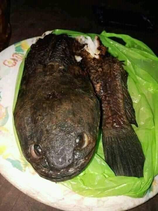 FoyxHunter's tweet photo. @memes_horriveis @ShitpostVerdade https://t.co/kSJf02SFKW