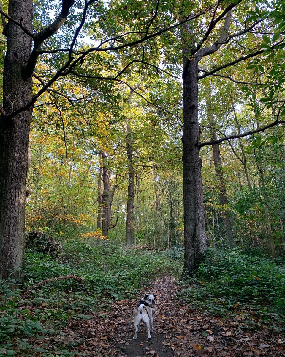 Terri_Tweeton's tweet photo. Frankie has walked 24km so far of her 100km challenge in November. She was hungover yesterday so she took it easy but she’s going to crank it up this next week! All to raise money for @macmillancancer 🐶💚. Donations can be made on our fundraising page: https://t.co/2e6Meou7uy https://t.co/Vo5LpZrQgs