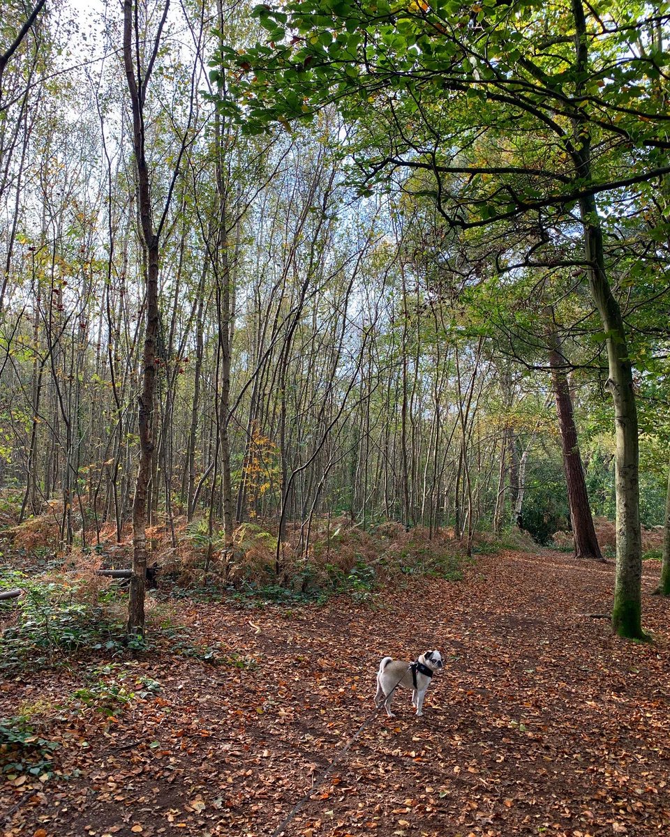 Terri_Tweeton's tweet photo. Frankie has walked 24km so far of her 100km challenge in November. She was hungover yesterday so she took it easy but she’s going to crank it up this next week! All to raise money for @macmillancancer 🐶💚. Donations can be made on our fundraising page: https://t.co/2e6Meou7uy https://t.co/Vo5LpZrQgs