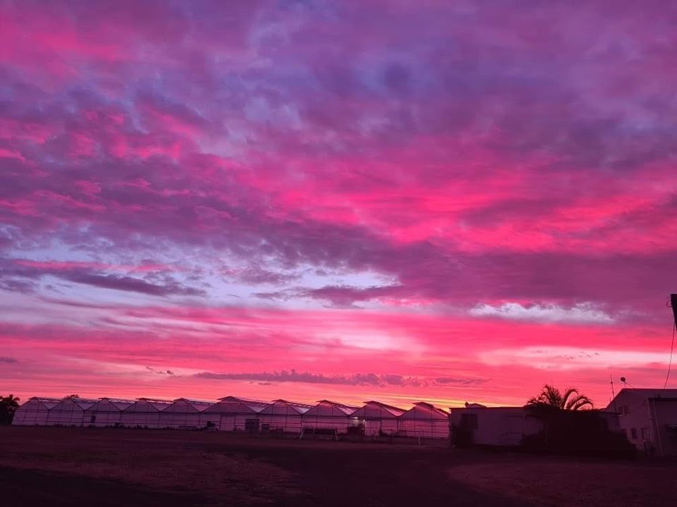 Thinkbio_Ag's tweet photo. Stunning sunset over the greenhouses 

📸 @hortitech_au https://t.co/Tush3oRo3e