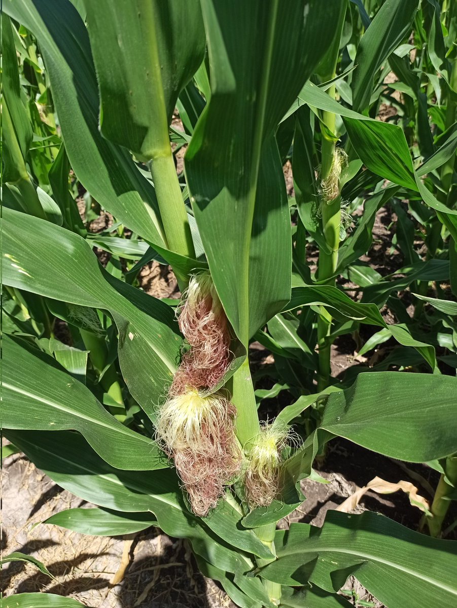 CarlisAlt's tweet image. Maíz de 1° FS 13/08 #LaMargarita falto la aplicación de UAN por que no llovía 😑 pero con los 40mm de esta última semana repuntó 💪 #Next22.6 de @BrevantSemillas