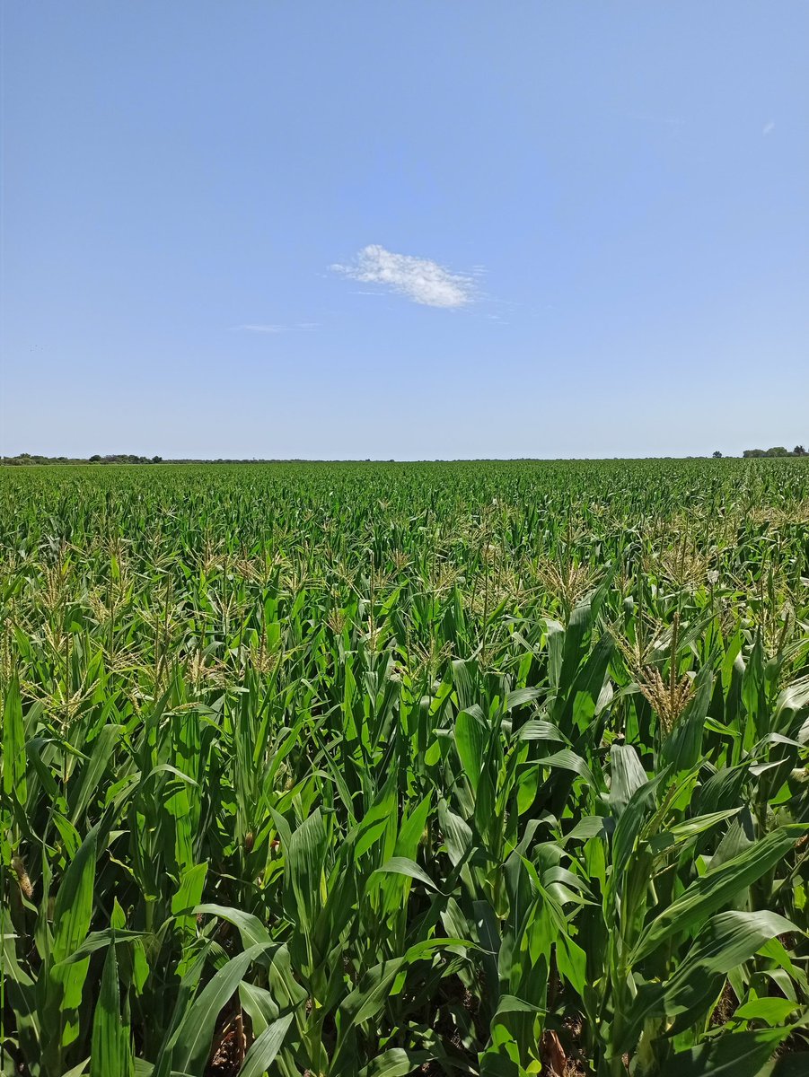 CarlisAlt's tweet image. Maíz de 1° FS 13/08 #LaMargarita falto la aplicación de UAN por que no llovía 😑 pero con los 40mm de esta última semana repuntó 💪 #Next22.6 de @BrevantSemillas
