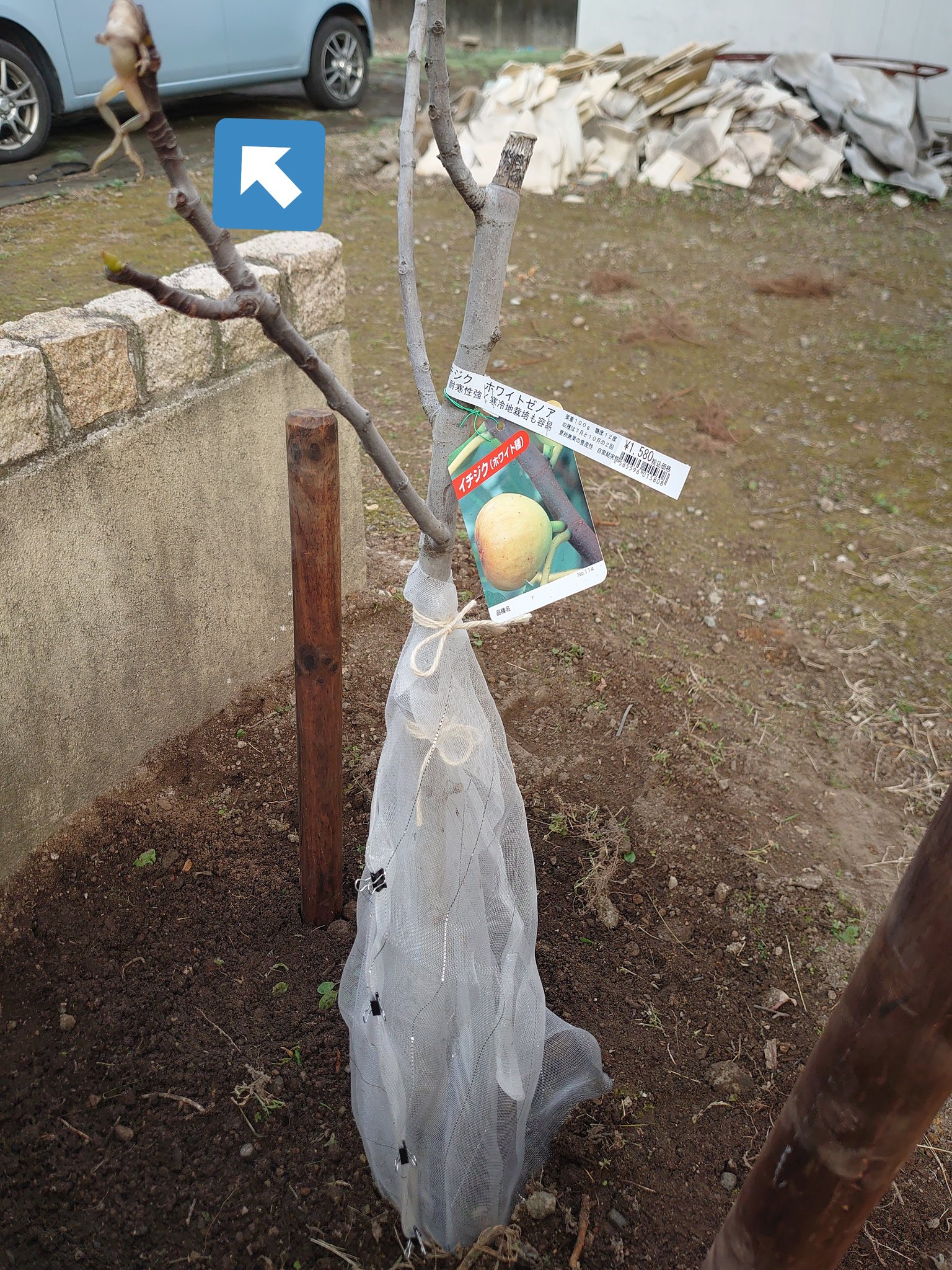 フィガロのしろくろ語録 イチジクの木 気をつけていたのにカミキリムシにやられて枯れちゃった 昨日 迎えた木は防虫ネットで対策したよ ってツイートしようと今朝スマホ向けてびっくり もう モズのはやにえ 刺さってたぁ いちじく イチジク