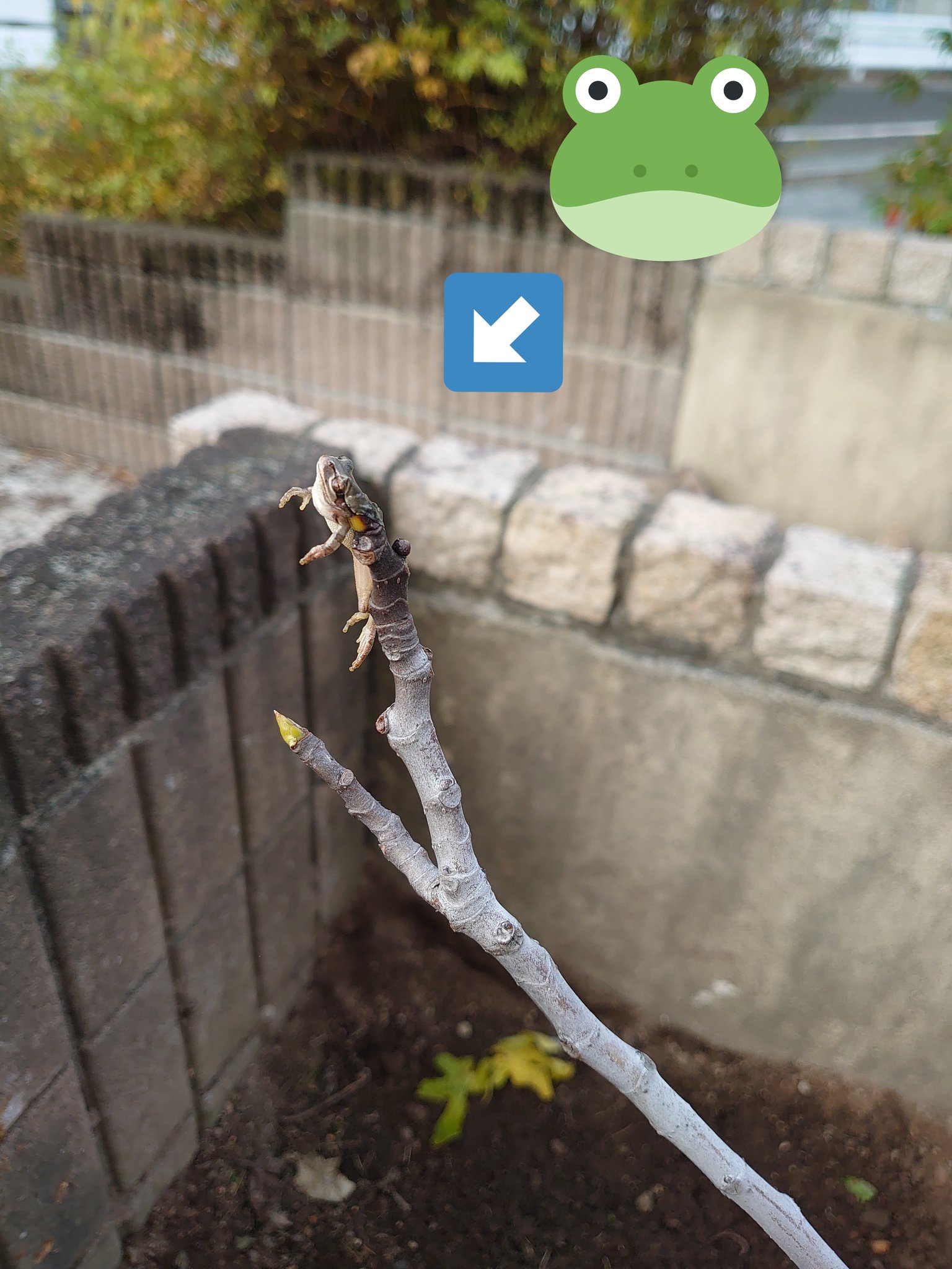 フィガロのしろくろ語録 イチジクの木 気をつけていたのにカミキリムシにやられて枯れちゃった 昨日 迎えた木は防虫ネットで対策したよ ってツイートしようと今朝スマホ向けてびっくり もう モズのはやにえ 刺さってたぁ いちじく イチジク