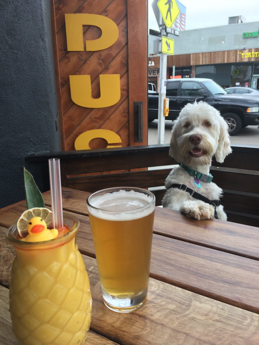 TheDiqueClique's tweet photo. Murphy is all of us this Sunday #DogsOfTheDC https://t.co/OHrKvN6JJi