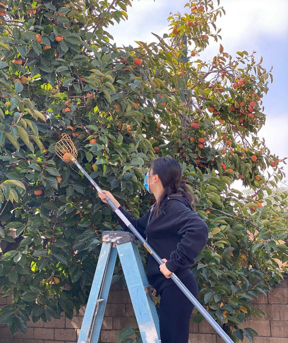 fruit4homeless's tweet photo. This has been our biggest picking so far this season! We picked four boxes of persimmons, thanks to our awesome team and donor! As Always, please let us know if you’re interested in donating extra fruit 🧡#homelessness #lahomeless #community #service #students #SGV https://t.co/hnFQcKir8q