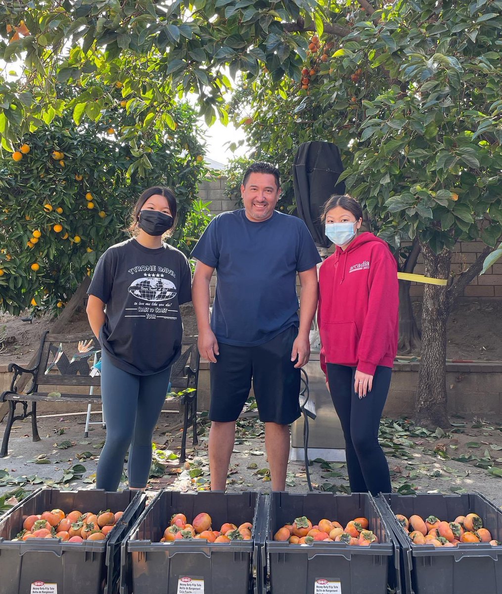 fruit4homeless's tweet photo. This has been our biggest picking so far this season! We picked four boxes of persimmons, thanks to our awesome team and donor! As Always, please let us know if you’re interested in donating extra fruit 🧡#homelessness #lahomeless #community #service #students #SGV https://t.co/hnFQcKir8q