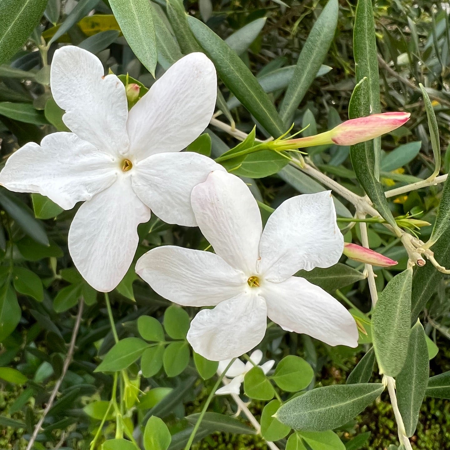 Uzivatel ミ ェ ミ Na Twitteru モクセイ科ソケイ属 つる性落葉低木 ソケイ 素馨 花言葉 柔和 日吉五丁目界隈 In Yokohama Kanagawa T Co Efzeesqjt7 T Co 9kkst7vrr9 Twitter