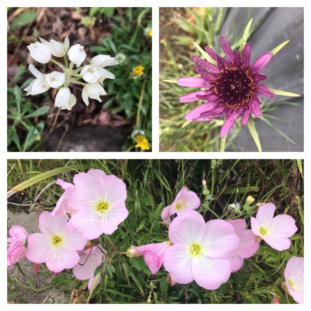 JudithClarke54's tweet photo. Spend the morning finding a few of my smaller and less flashy flower friends along my run this morning. Not as loud and showy as the roses but alway pretty #happymonday #enjoyyourrun #keepsafe https://t.co/fohXMPRYAh
