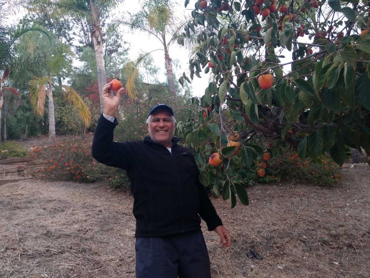 Foodfaye's tweet photo. Happy to have Hachiya persimmons from our garden!
I pureed some to freeze and enjoy later.
The puree is sweet, almost like jam, and is delicious as a topping for oatmeal and in desserts.
#persimmons #gardening #backyardfruit #hachiyapersimmons https://t.co/QH7t3hMThp