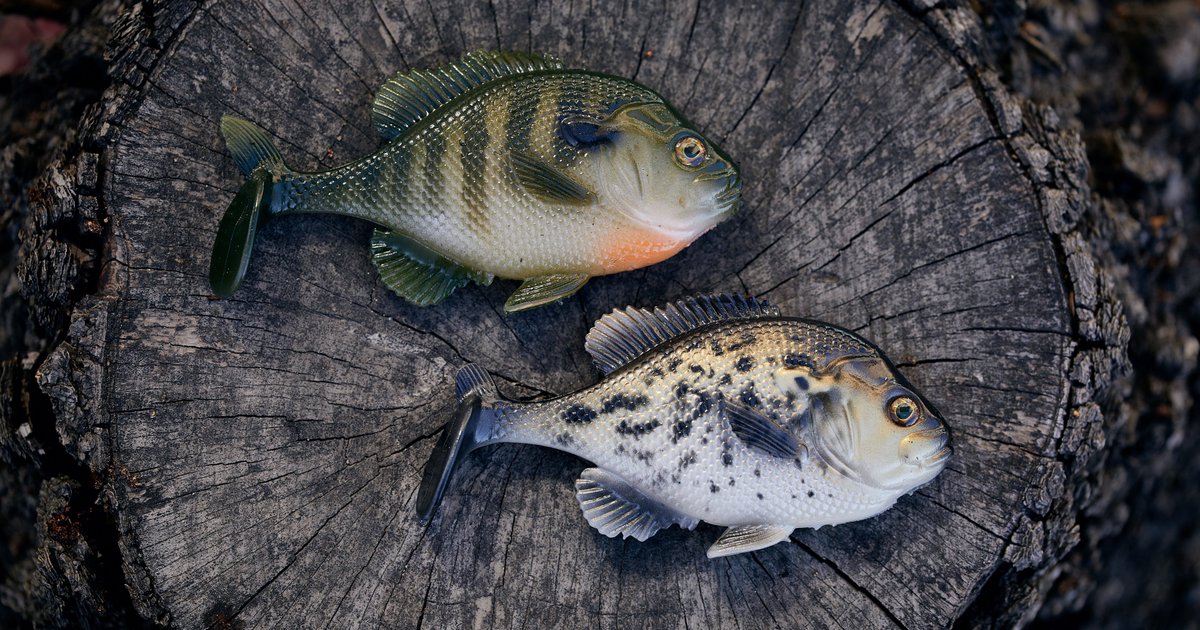TackleWarehouse's tweet photo. 🔥DAILY SPECIAL🔥

Shop Now 👉 https://t.co/ua8oZuS8ee

25% Off Smash-Tech Custom Baits Bluegill Line-Thru Swimbaits
Now: $14.99 | Save: $5.00 | 25% Off

#TackleWarehouse #TWdailySpecial #Fishing #BassFishing | #SmashTech https://t.co/Dtt1AsiWtw
