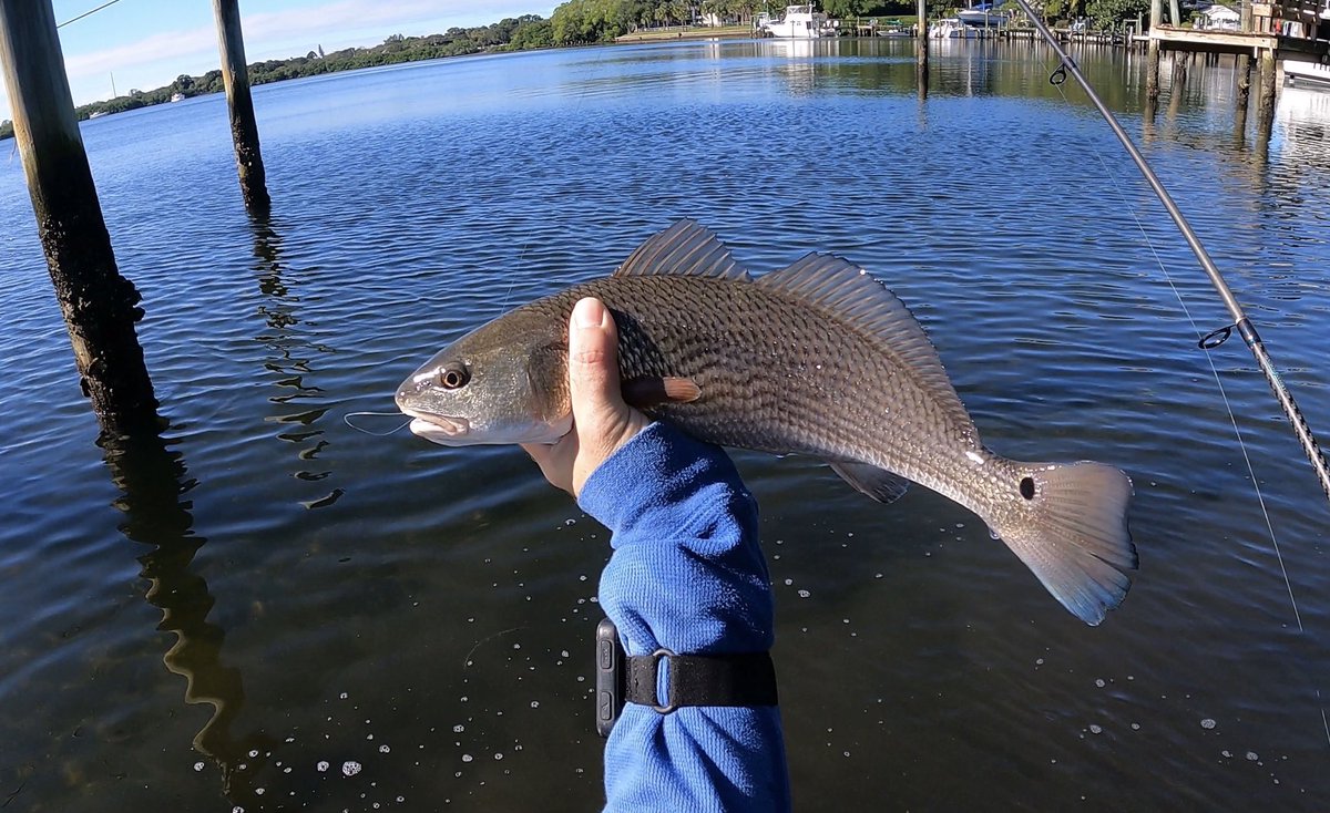 Hope y’all had a good weekend! Finally got on some fish this morning 😎 check out the latest episode available now 👇🏻 #fishing #TampaBay #saltlife #saltwater #redfish #wadefishing #FishingPlanet #fishinglife 

youtu.be/jYrabxG7XiY