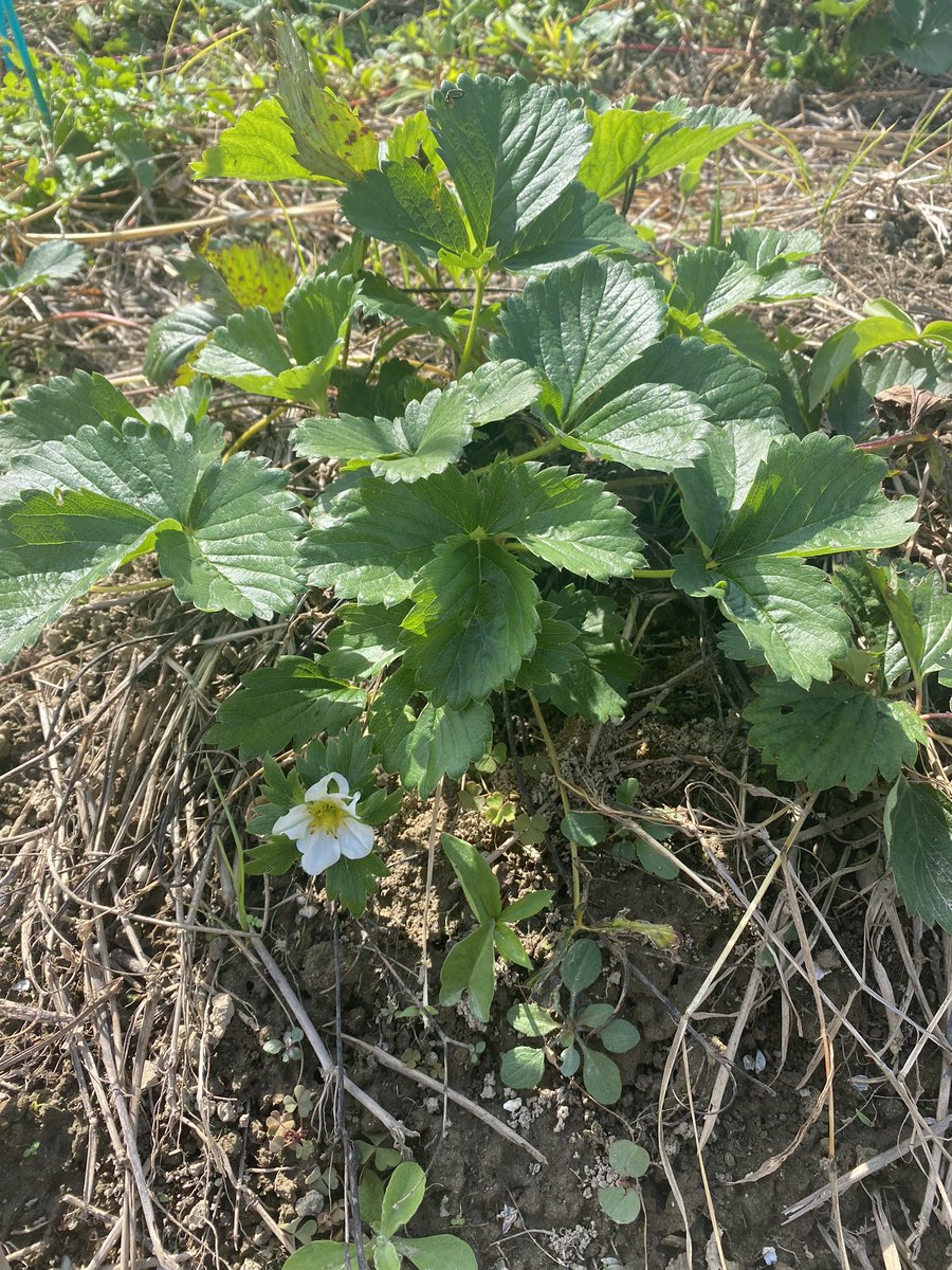 名古屋のフリーライター 平井基一 タマネギ農家もやってるよ Writer Hirai Twitter