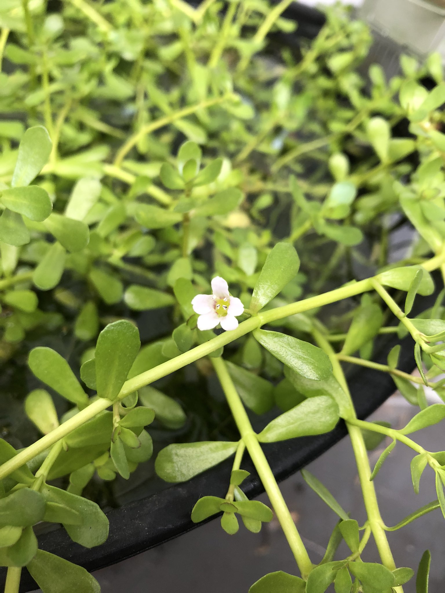Mt Fish メダカ 水草 名前はわからないけど めだか鉢の水草が花をつけた 白くて素朴な小さい花 生え放題で めだか狭そうだけど 小さな幸せ T Co Jotwhrtxkj Twitter