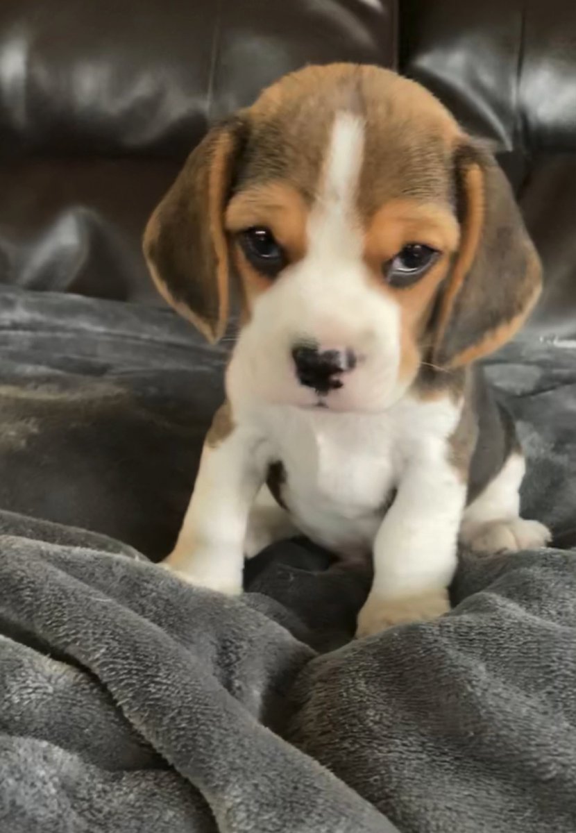 MyasoedovaElena's tweet photo. An incoming #PetsofACR member - this #beagle cutie is joining our family in just several days! #ACR21 https://t.co/JeLqV58r8x