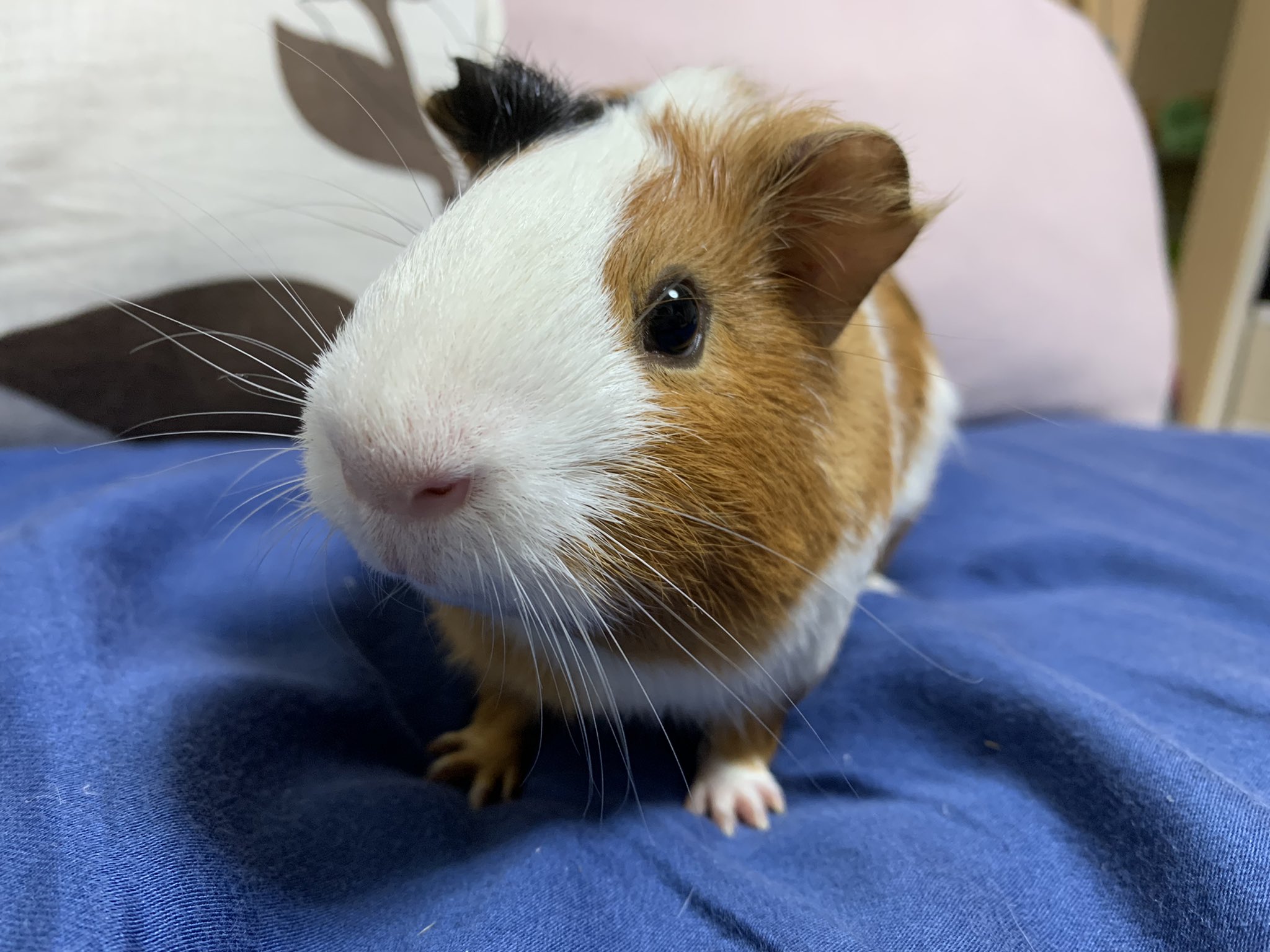 ぷーもこ 赤ちゃんモルモットがぷいぷいしてる動画です T Co Hflbzmhuwa Twitter