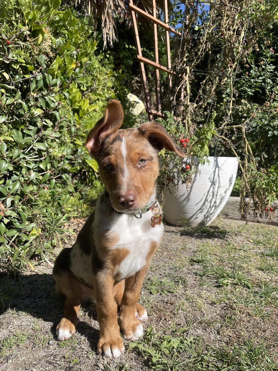 FilletYoBih's tweet photo. That’s my Dawg 🐶🤎 #biscotti https://t.co/fUKNhO6cLX
