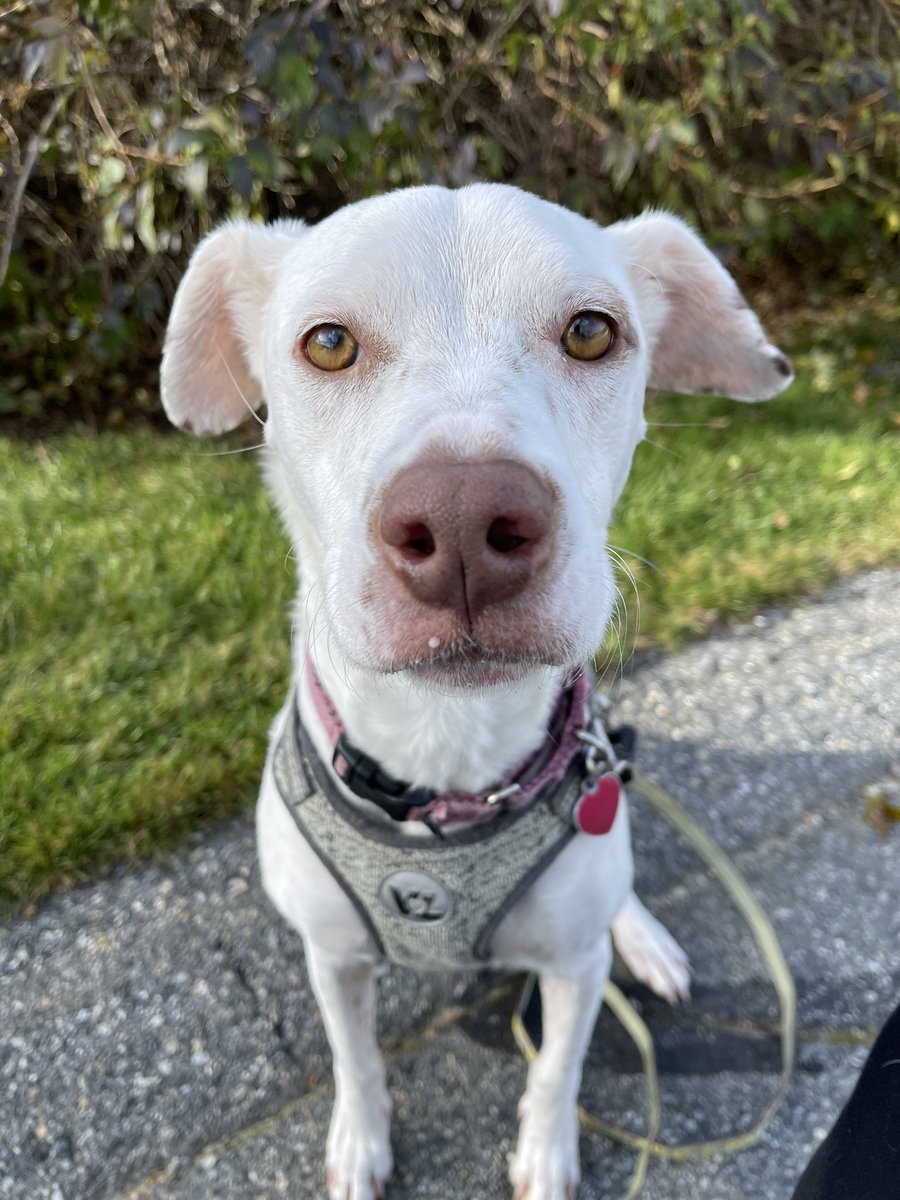 RedDogPetCare's tweet photo. Ready for Monday? 

📷: Lucy

#doggo #dog #petsitting #dogwalking #dogwalker #pupper #furryfriend #happydog #dogsofinstagram #reddogpetcare #rdpc #monday https://t.co/ozgBqkoBIw