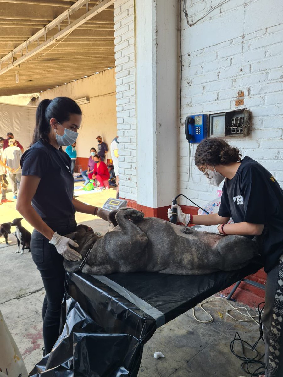 BrigadaSinRaza's tweet photo. ¡Seguimos en Colorines, Valle de Bravo! 👩🏻⚕️👨🏻⚕️ Llegaron tantos 🐕 y 🐈 que hoy haremos más de 100 esterilizaciones… 🤩 #BrigadaSinRaza #BSR #BSRColorines #BSRValleDeBravo @fundindac @AmorSinRaza @padrinosprrones @RivieraRescue @ERIFERCA https://t.co/aMbhZNDBEC